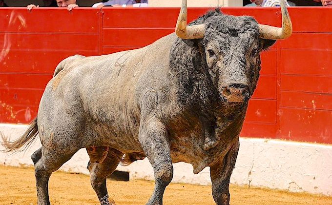 TOROS-TOROS – Les cartels de la Feria de Vic-Fezensac